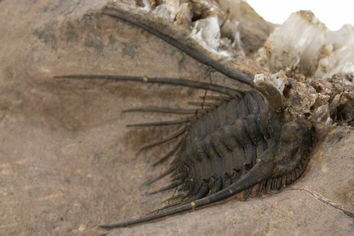 Kettneraspis Trilobite With Selenite Crystals - Lghaft, Morocco #339952
